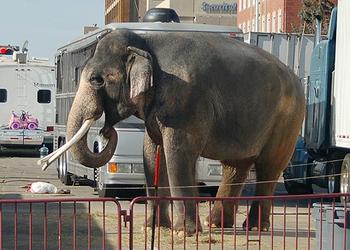 elephant