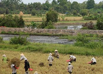 rice harvest