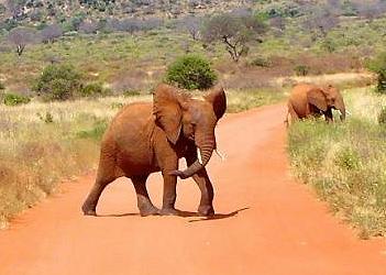 Tsavo