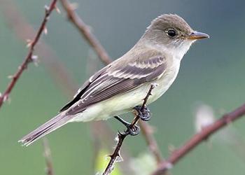 flycatcher