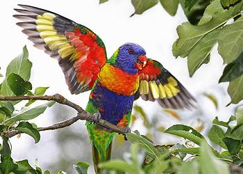 lorikeet