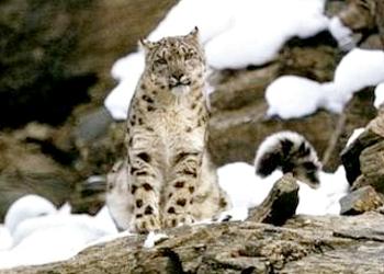 snow leopard