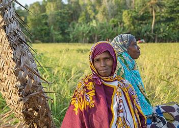 rice farmers