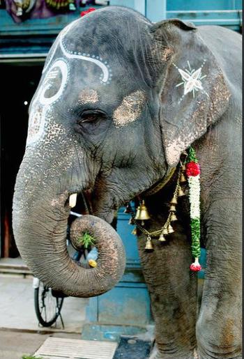 Ireland, India, Italy Ban Wild Animals in Circuses |