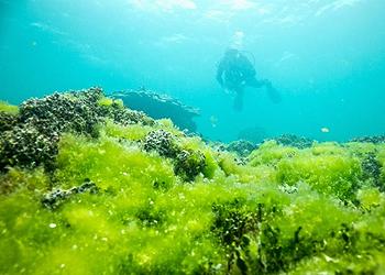 coral and algae