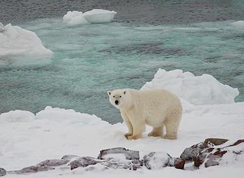 bear, ice