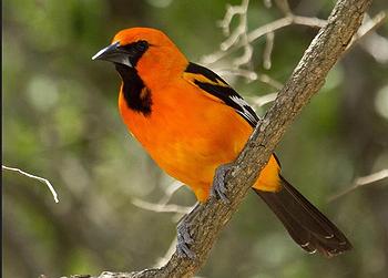 oriole