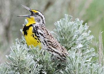 meadowlark