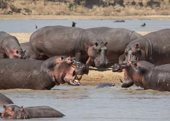 hippos