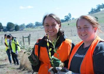 tree planting