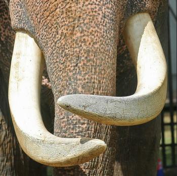 tusks