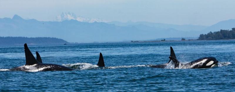 orcas