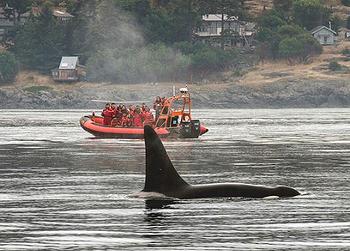 orca boat