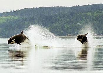 orcas