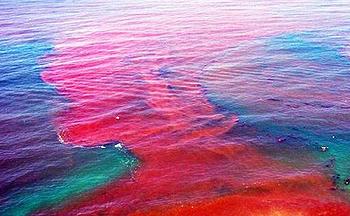 red tide