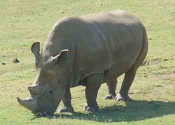 rhino