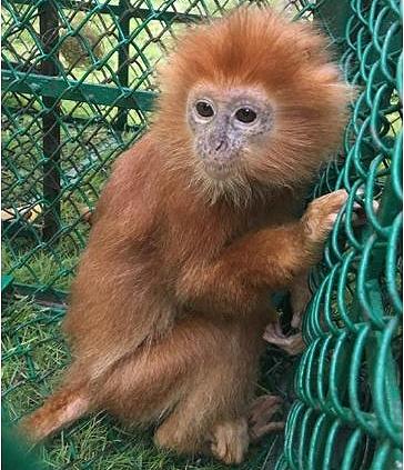 langur