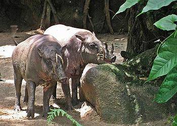 babirusa