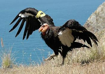 condor