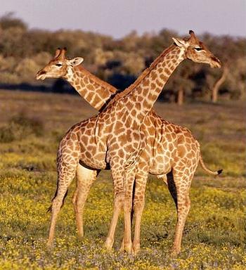 giraffes