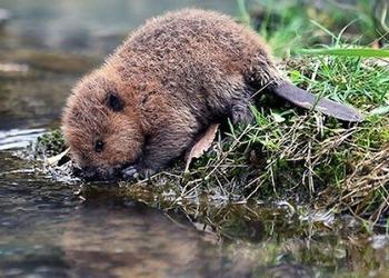 beaver