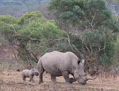 South Africa Reclassifies 33 Wild Species as Farm Animals |