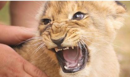 infant lion