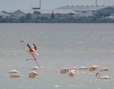 flamingos