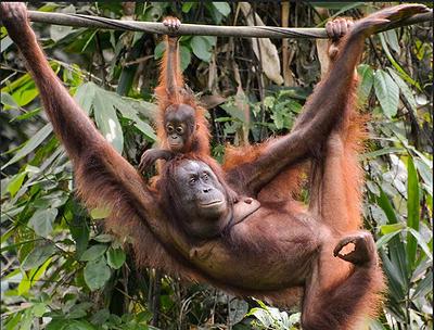 orangutans