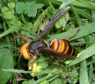 Murder Hornets,' with sting that can kill, land in U.S.