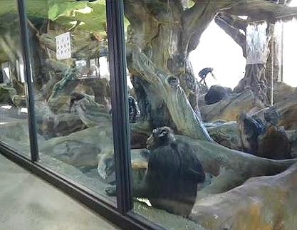chimp enclosure