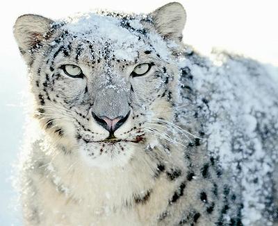 snow leopard