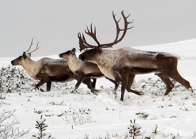 caribou