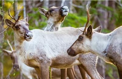 caribou