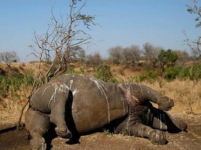 rhino dead