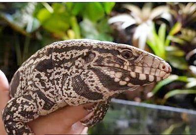 tegu