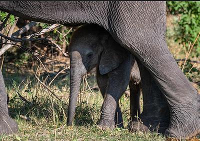 baby elephant