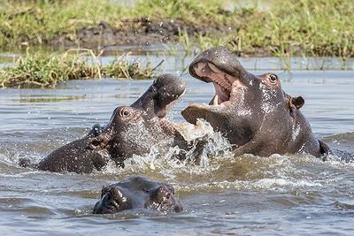 hippos