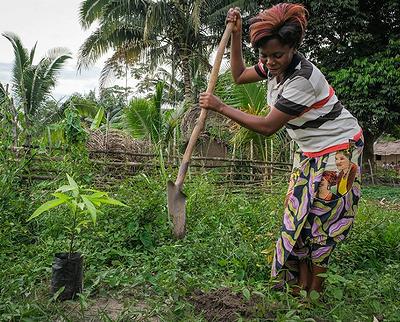 tree planting