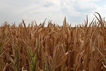 cornfield