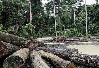 logging Brazil