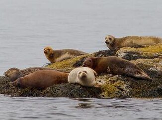 seals