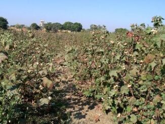 cotton