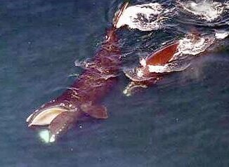 whale