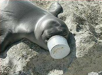 monk seal