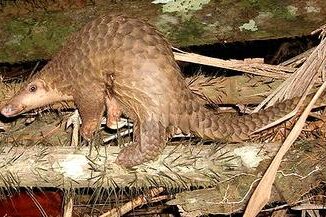 pangolin