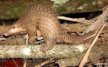 pangolin