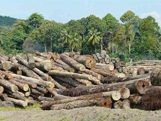 logs in Sabah