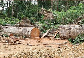clearing Cameroon