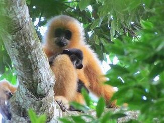 Hainan gibbon